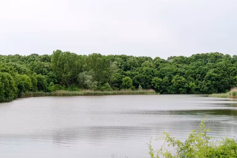 Balta Cămineasca photo 5