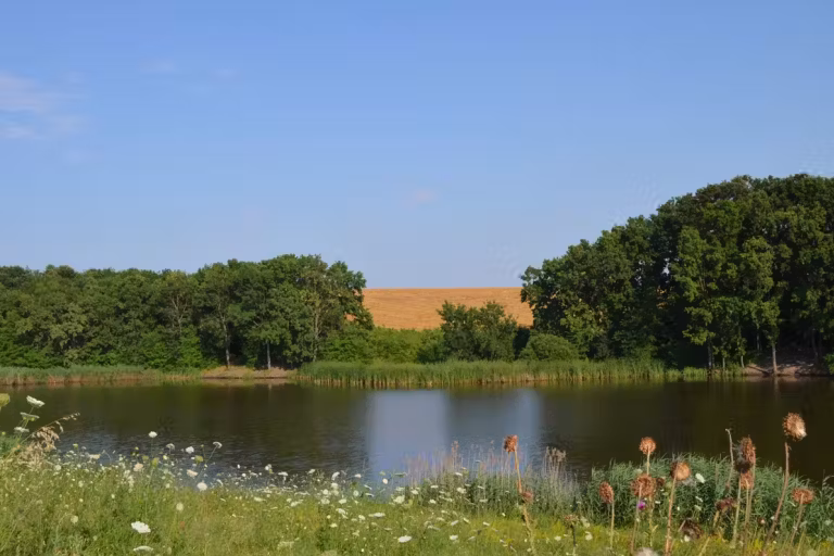 Balta Cămineasca photo 1