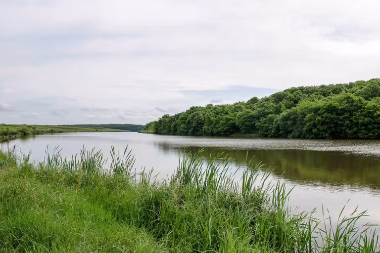 Balta Cămineasca photo 10