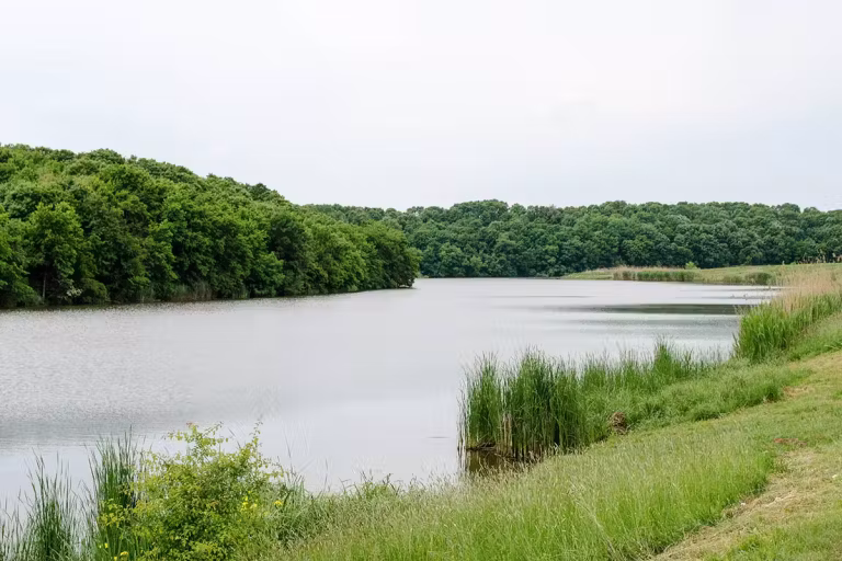 Balta Cămineasca