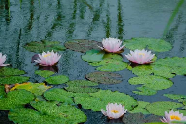 Green Paradise photo 9