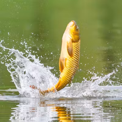 Common Carp fishing lakes in Romania