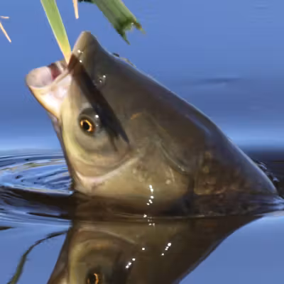 Grass Carp fishing lakes in Romania