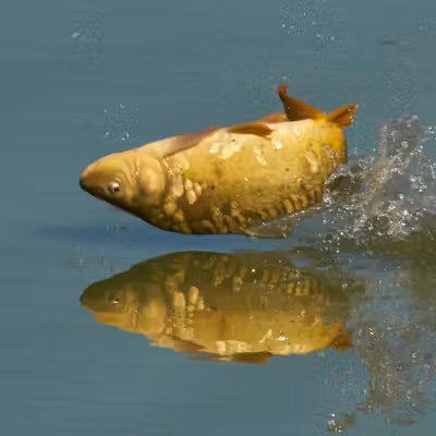 Mirror Carp fishing lakes in Romania