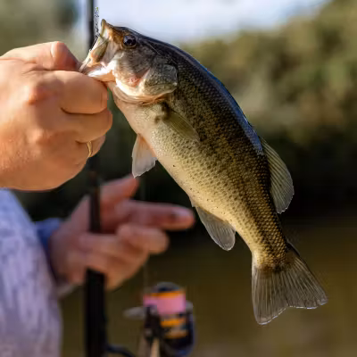 Predator fishing lakes in Romania